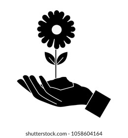 hand with beautiful sunflower