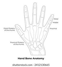 Vektorgrafik des Handknochen-Anatomie-Designs