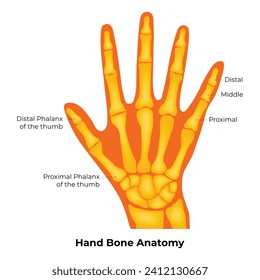Vektorgrafik des Handknochen-Anatomie-Designs