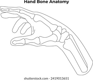 Hand Bone Anatomy Science Design Vector Illustration Diagram