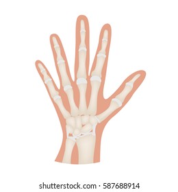 hand bone anatomy vector