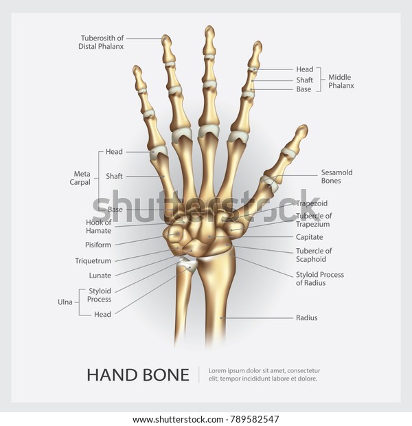  Hand Bone with\
Detail Vector Illustration