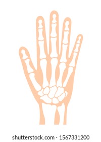 hand bone flat vector illustration (human anatomy) / no text