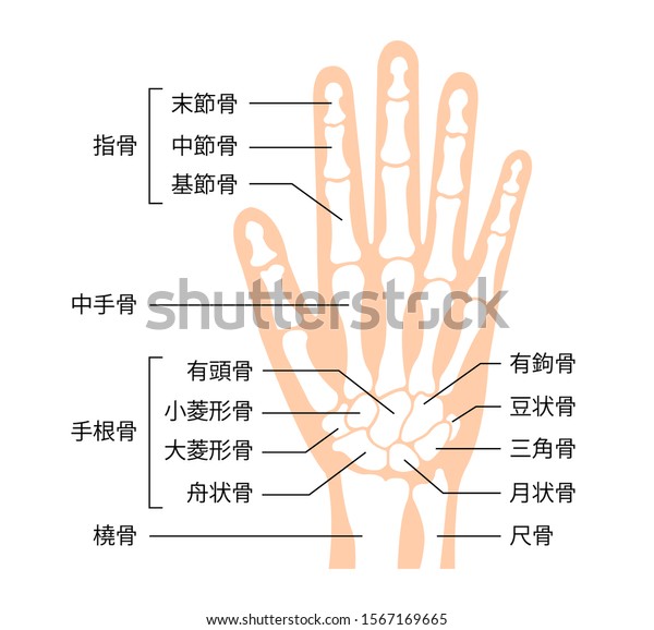 Hand Bone Flat Vector Illustration Human Stock Vector Royalty Free