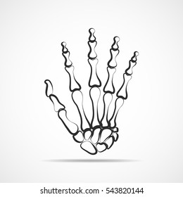 Hand bone on light background. Skeleton of the hand. Vector illustration. The skeleton of human hand.