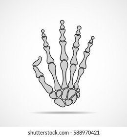Hand bone on light background. Skeleton of the hand. Vector illustration. The skeleton of human hand.