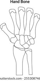 Hand Bone Science Design Line art Vector Illustration Diagram