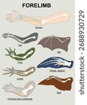 Hand bone structure in human and some animals. Comparison of forelimb bone structure. Illustration vector full color.