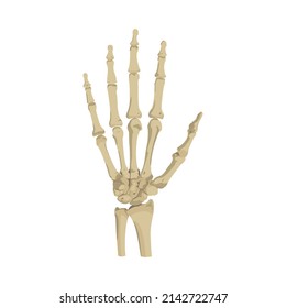 Hand Bone Vector flat design graphic 2d HD