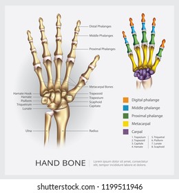 Hand Bone Vector Illustration