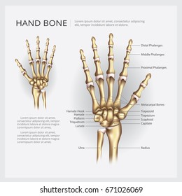 Hand Bone Vector Illustration
