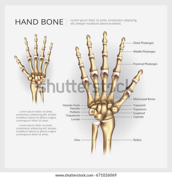 Hand Bone Vector
Illustration