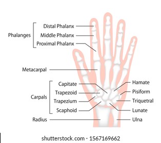 hand bone vector illustration (human anatomy) / english