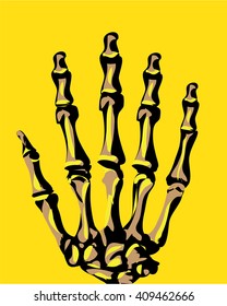 hand bones