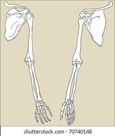 Hand bones