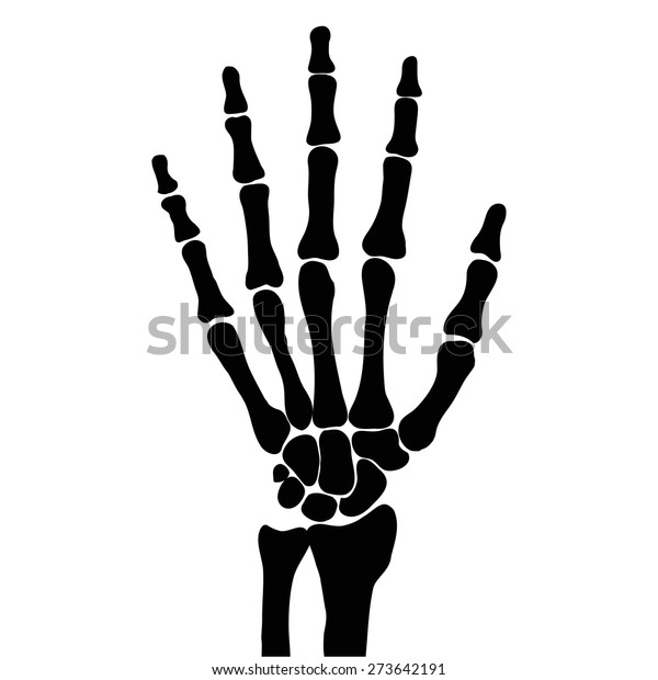 hand\
bones