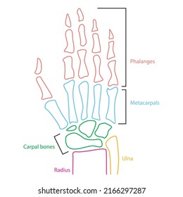 Hand Bones Anatomy Annotated Vector Illustration Stock Vector Royalty Hand Bones Anatomy Annotated Vector 260nw 2166297287