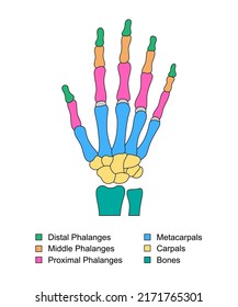Anatomía de huesos de mano con descripciones. Estructura de piezas de mano de color. falanges distales, proximales y medios, metacarpios, partes de muñeca de carpales.
