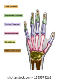 Hand bones with anotations for learning or medical publications.