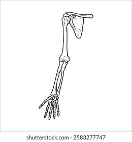 Hand bones drawing handmade illustration artwork