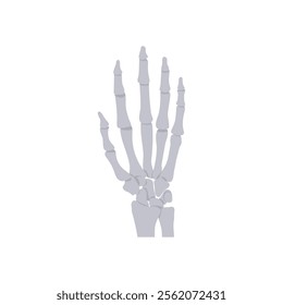 Hand Bones, Human Body Part Illustration