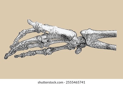 Hand Bones Illustration monochrome x-ray