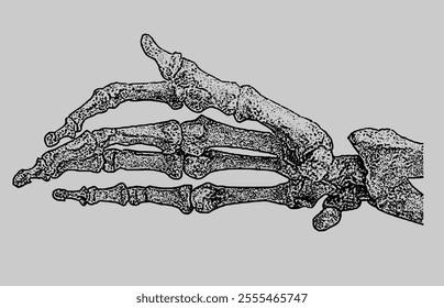 Hand Bones Illustration monochrome x-ray