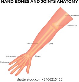 Hand Bones and Joints Anatomy Science Design Vector Illustration