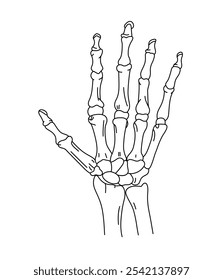 Hand bones line art illustration, hand skeleton  line art illustration  skeleton vector line art.