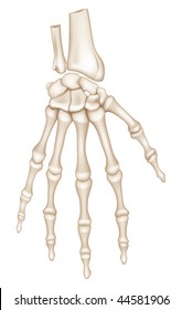 Hand Bones, mesh