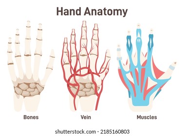 Hueso de mano, músculos y sistema circulatorio. Esquema didáctico de la estructura palmar con subtítulos. Sanos esquemas de mano, dedos y sistemas anatómicos de pulgares. Ilustración vectorial plana