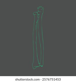 Hand Bones - Radius and Ulna Drawing Illustrated Vector for using in Textbook, Research papers and Lecture slides etc