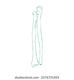 Hand Bones - Radius and Ulna Drawing Illustrated Vector for using in Textbook, Research papers and Lecture slides etc