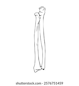 Hand Bones - Radius and Ulna Drawing Illustrated Vector for using in Textbook, Research papers and Lecture slides etc
