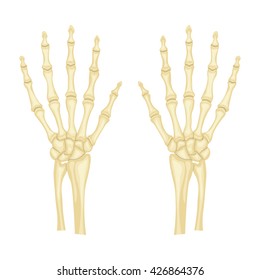 hand bones vector illustration isolated on a white background