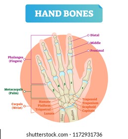 Hand Bones Vector Illustration. Labeled Educational Human Arm Structure With Phalanges, Metacarpals, Hamate, Pisiform, Triquetral And Lunate. Palm Finger Parts Scheme.