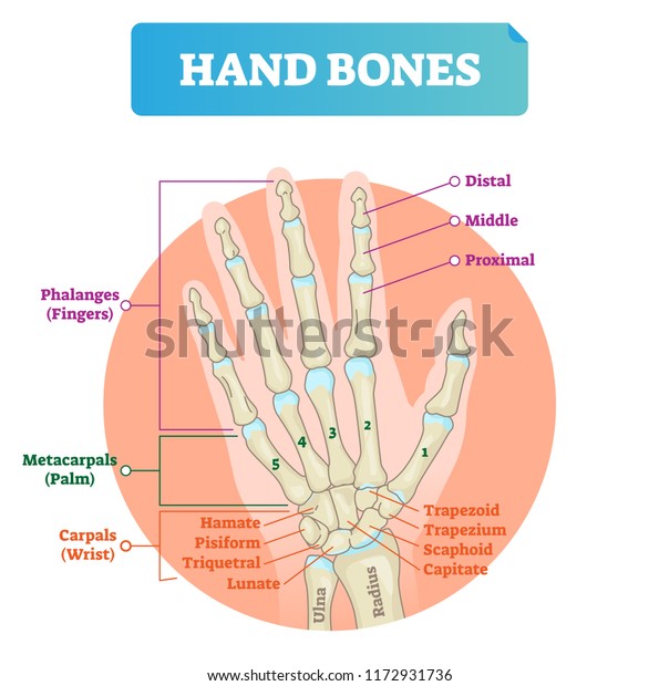 Hand Bones Vector Illustration Labeled Educational Stock Vector ...