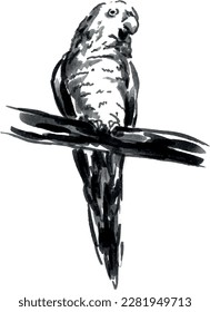 Hand brush sketch of a parrot. Vector illustration.