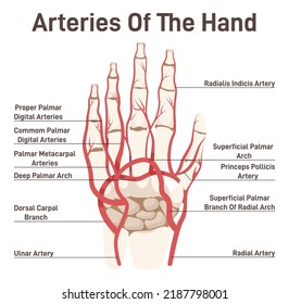 Hand circulatory system. Didactic scheme of palmar arch with captions. Palm blood vessel system. Palmar arteries, radial artery of index finger, ulnar and radial arteries. Flat vector illustration