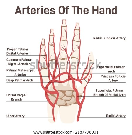 Hand circulatory system. Didactic scheme of palmar arch with captions. Palm blood vessel system. Palmar arteries, radial artery of index finger, ulnar and radial arteries. Flat vector illustration