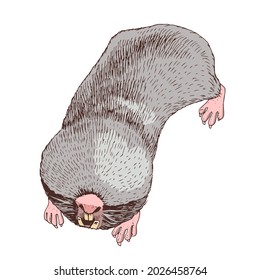 Hand darawn greater mole rat.