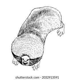 Mão desenhada monocromática maior rato mole.
