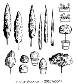 Hand darwn mediterranean trees. Vector  sketch  illustration.  