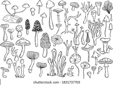 Hand darwn vector fungi clipart. Graphic line work of mushrooms set.  Fungi isolated elements set. Different types of vector mushooms drawing. Isolated vector fungus.