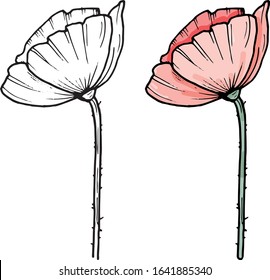 Hand darwn vector poppy flower. Eps 10 illustration. Poppy drug icon. Isolated on white background. Dooodle drawing. Floral design. Line-art