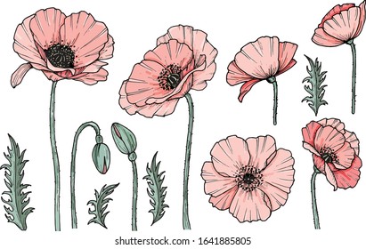 Hand darwn vector poppy flower. Eps 10 illustration. Poppy drug icon. Isolated on white background. Dooodle drawing. Floral design. Line-art