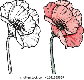 Hand darwn vector poppy flower. Eps 10 illustration. Poppy drug icon. Isolated on white background. Dooodle drawing. Floral design. Line-art