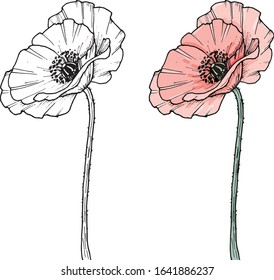 Hand darwn vector poppy flower. Eps 10 illustration. Poppy drug icon. Isolated on white background. Dooodle drawing. Floral design. Line-art