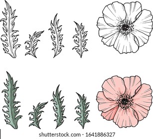 Hand darwn vector poppy flower. Eps 10 illustration. Poppy drug icon. Isolated on white background. Dooodle drawing. Floral design. Line-art