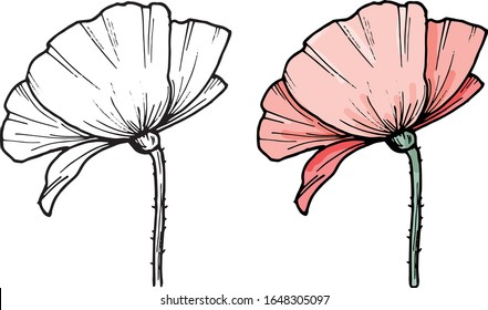 Flor de amapola vectorial de mano. Ilustración Eps 10. Icono de la amapola. Aislado sobre fondo blanco. Dibujo de Dooodle. Diseño floral. Línea de arte